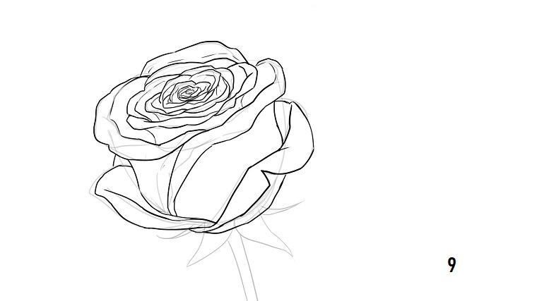 Come disegnare fiori realistici, disegno di una rosa, abbozzo a matita 