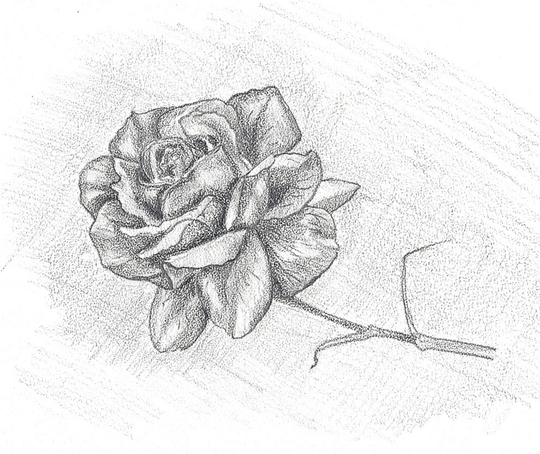 Disegno su foglio ruvido, schizzo di una rosa