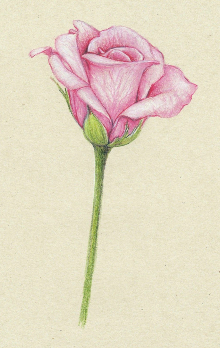 Cuppaiprecpi Disegno Difficile Tumblr Disegni Di Fiori A Matita Facili