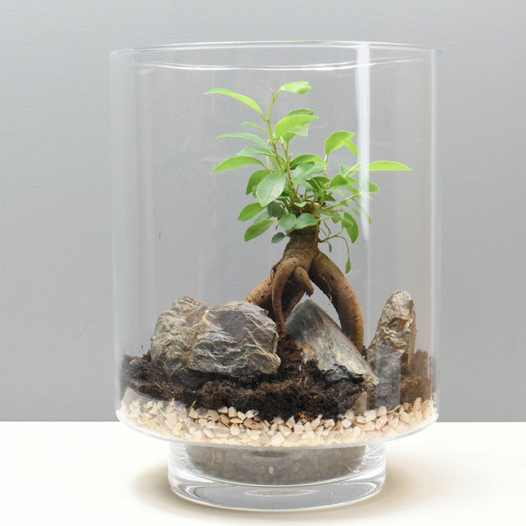 Terrarium con pianta, vaso di vetro con pianta, regalo natalizio per un uomo