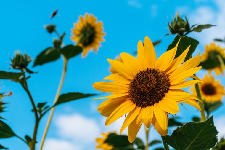 Immagini paesaggi primaverili, foto di un girasole, immagine per lo schermo del computer