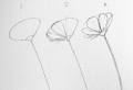 Fiori da colorare: il disegno come strumento per combattere lo stress!