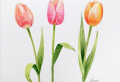 Fiori da colorare: il disegno come strumento per combattere lo stress!