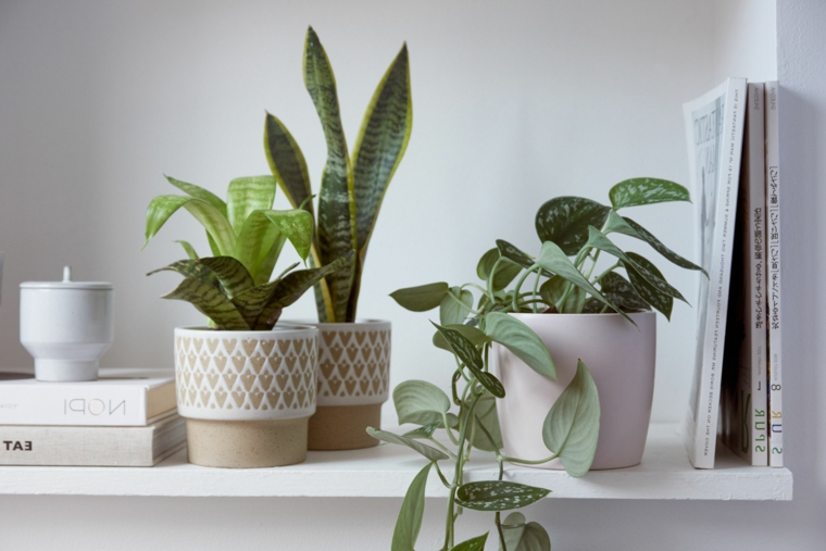 mensole bianca parete libri piante eleganti da appartamento foglia verde vasi