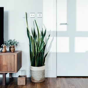 Le piante verdi da appartamento facili da tenere, luce, acqua e cura!