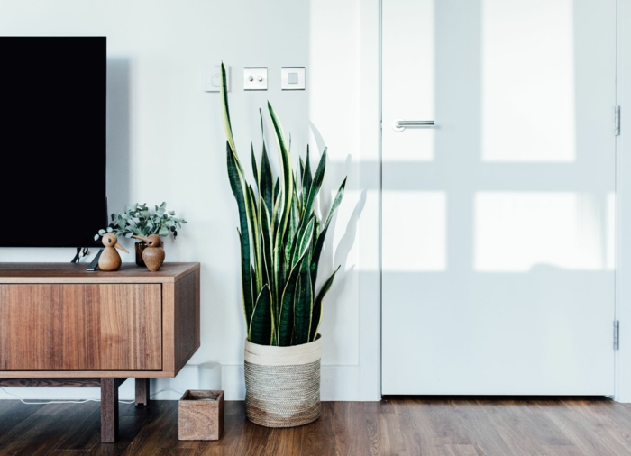 Le piante verdi da appartamento facili da tenere, luce, acqua e cura!
