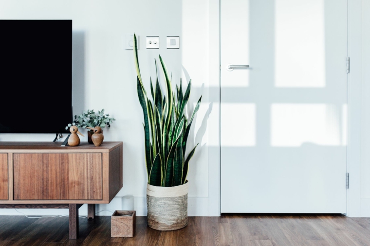 mobile tv vaso piante grasse con fiori da appartamento porta salotto pavimento parquet