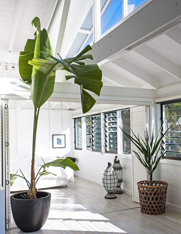piante da interno foglia larga verde vaso lanterne corridorio luminoso casa