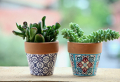 Come prendersi cura di un cactus