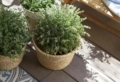 Abbellire il giardino con pochi soldi: ecco il modo più semplice per farlo!