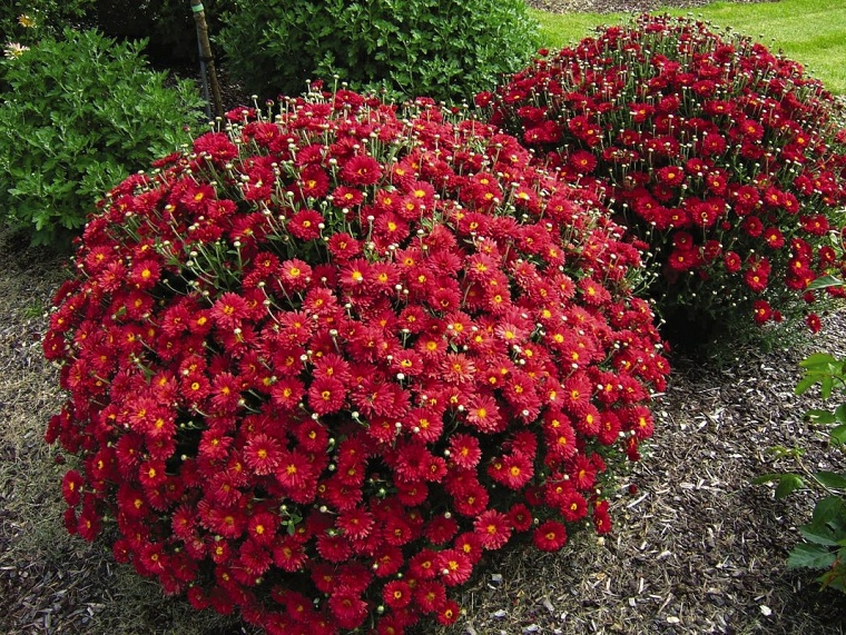 fiori perenni dai petali rossi per aiuola da giardino cespugli verdi