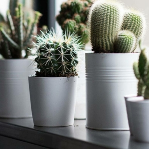 Piante grasse da interno: quelle più belle e resistenti da tenere in casa!
