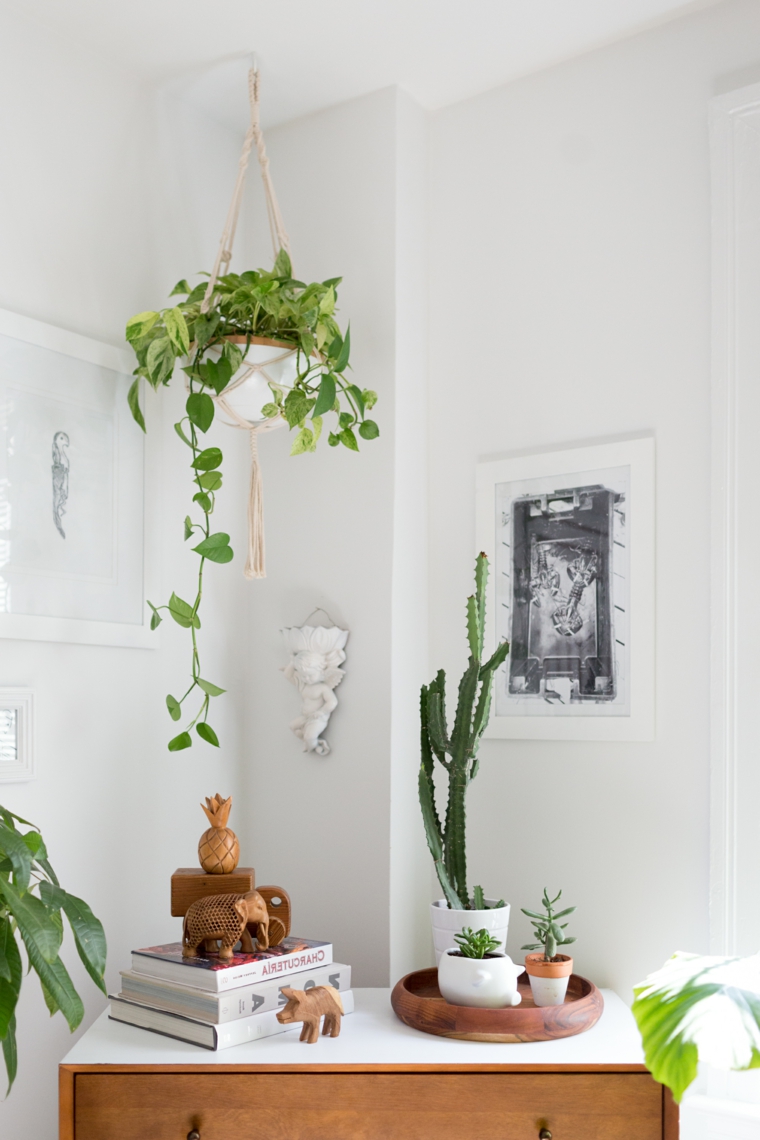 decorare soggiorno con piante rampicanti vaso con pianta grassa