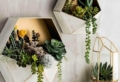Piante grasse da interno: quelle più belle e resistenti da tenere in casa!