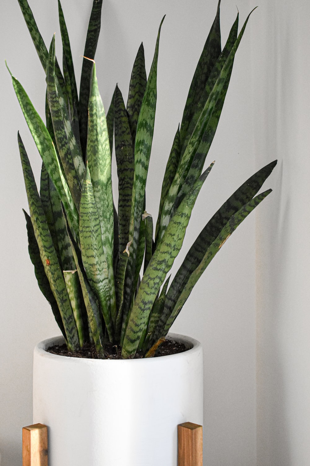 pianta del serpente in vaso bianco piante eleganti da appartamento