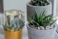 Piante grasse da interno: quelle più belle e resistenti da tenere in casa!