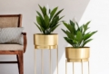 10 Piante eleganti da appartamento: ecco come portare energia all’arredamento di casa!