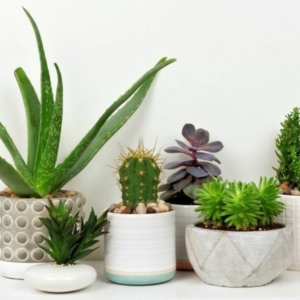 10 Piante eleganti da appartamento: ecco come portare energia all’arredamento di casa!