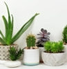 piante eleganti da appartamento vasi con piante grasse succulenti