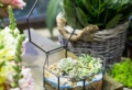Piante grasse da interno: quelle più belle e resistenti da tenere in casa!