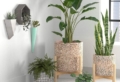 10 Piante eleganti da appartamento: ecco come portare energia all’arredamento di casa!
