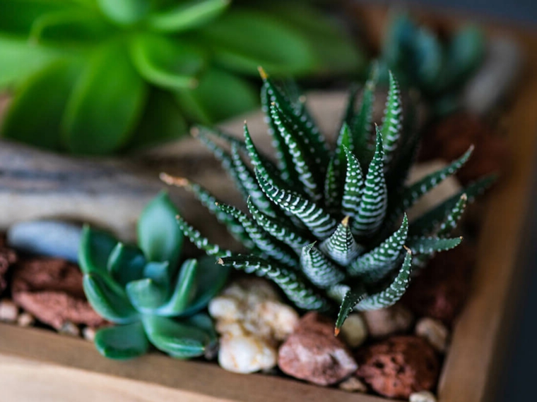 Cabilock Fioriera In Legno Rustico 50x10 Cm – Vaso Rettangolare Per Piante Grasse, Cactus E Decorazioni Da Balcone, Giardino E Ufficio