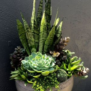 Piante grasse da esterno: le specie più popolari e come curarle al meglio!