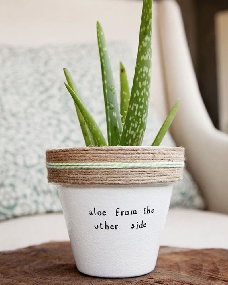 aloe vera pianta come usarla vaso con scritta