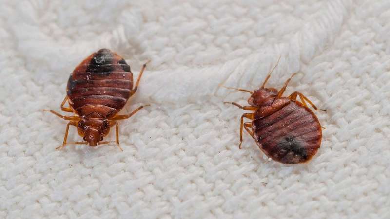 cimici da letto come riconoscerle insetti