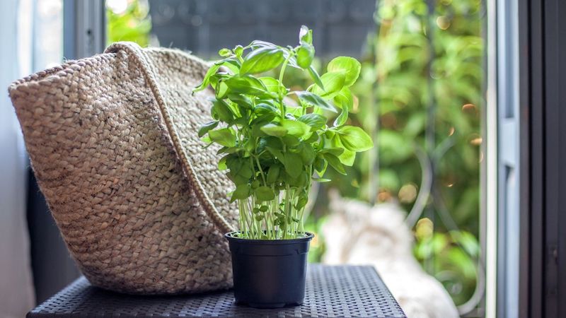 coltivare basilico in vaso piante aromatiche in casa