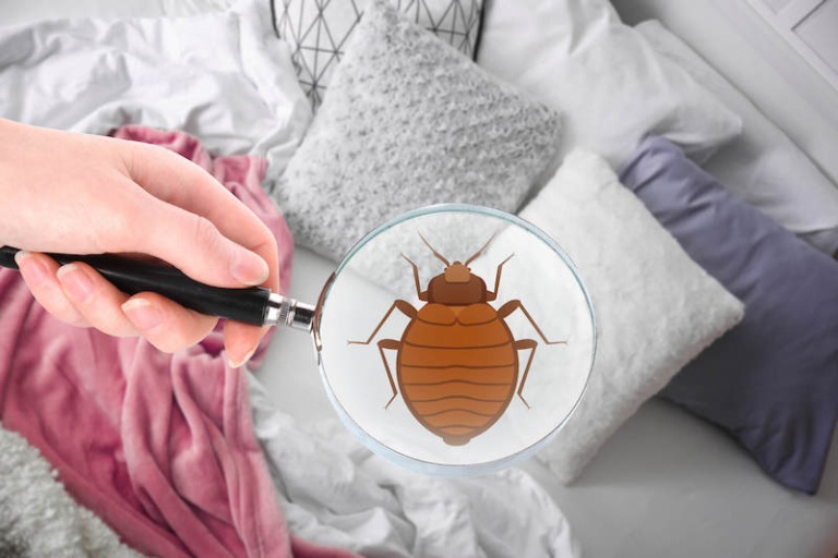 Le Cimici Da Letto Si Vedono Cimici da letto come riconoscerle e sbarazzarsene - Archzine.it
