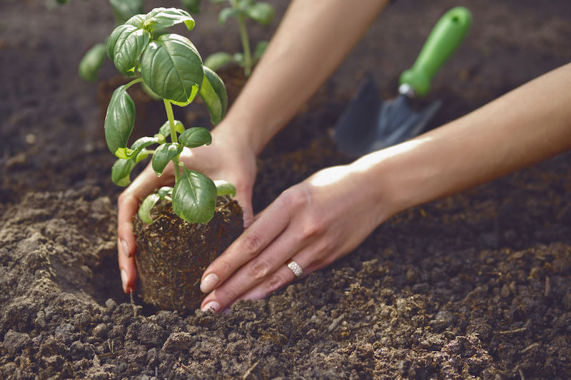come coltivare il basilico piantare piante aromatiche