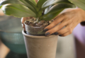 Come curare le orchidee in casa: farle rifiorire è molto semplice!