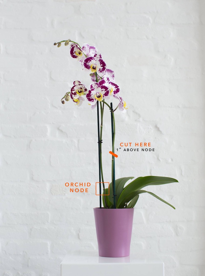 come coltivare le orchidee tagliare il gambo