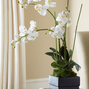 Come curare le orchidee in casa: farle rifiorire è molto semplice!