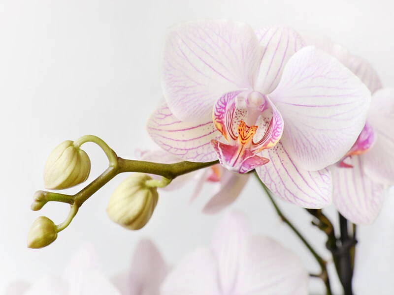 come curare le orchidee dalla foglia bianca