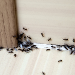 Come eliminare le formiche – i rimedi naturali più efficaci! Estate 2021