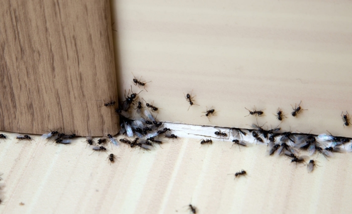 Come eliminare le formiche – i rimedi naturali più efficaci! Estate 2021