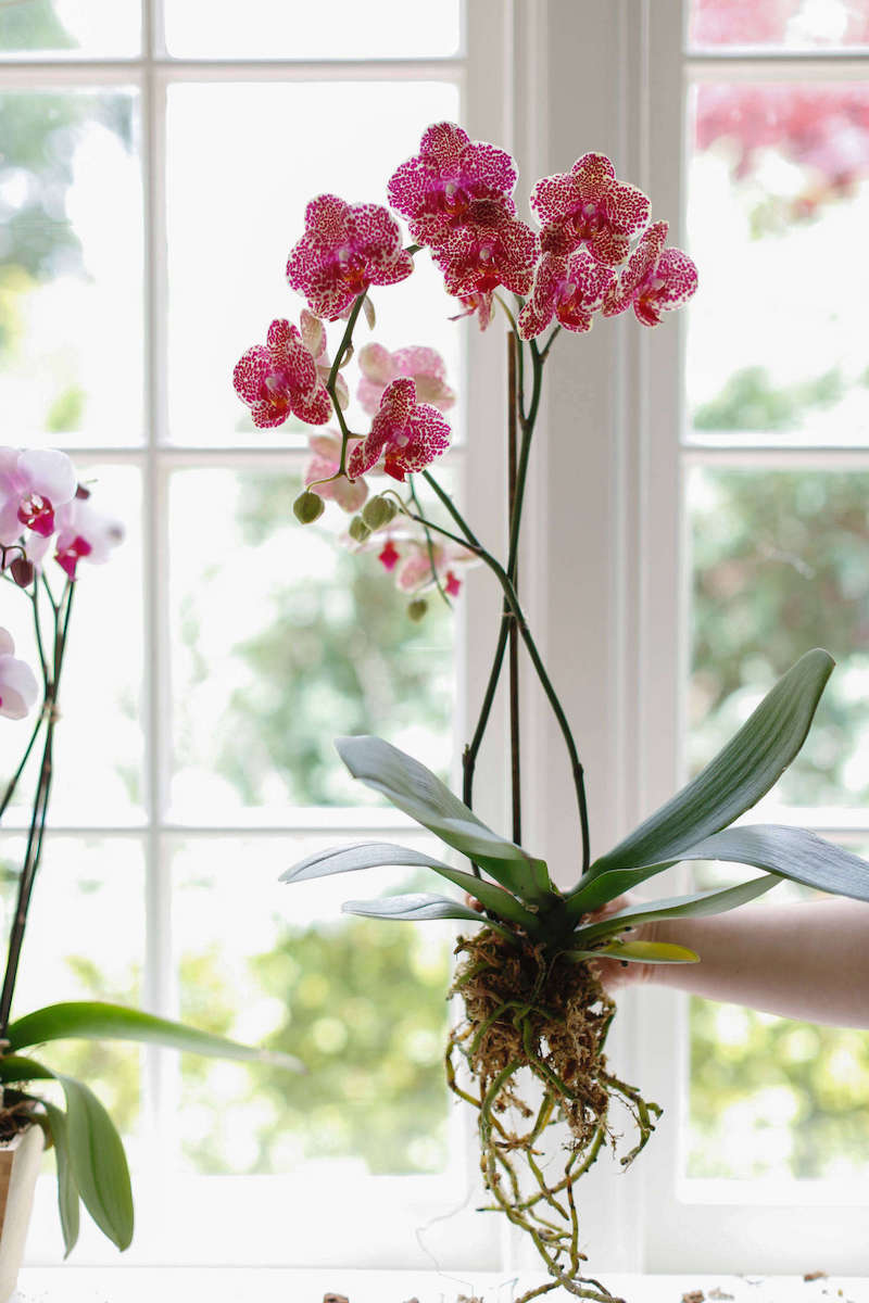 come far rifiorire le orchidee pianta con radici verdi