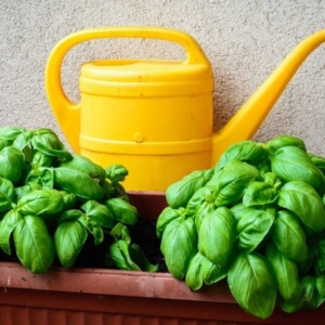 Come innaffiare il basilico in estate per averlo sempre bello e fresco!