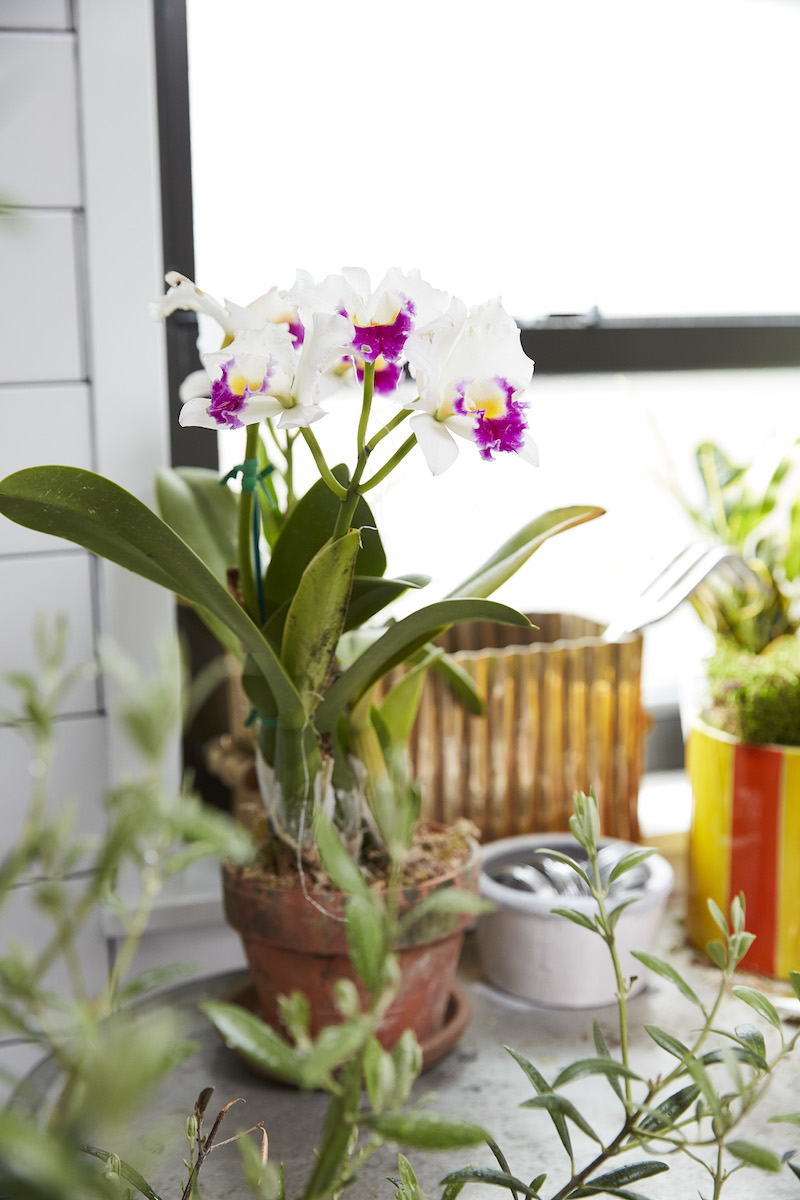 come pulire le foglie delle orchidee vaso di terracotta