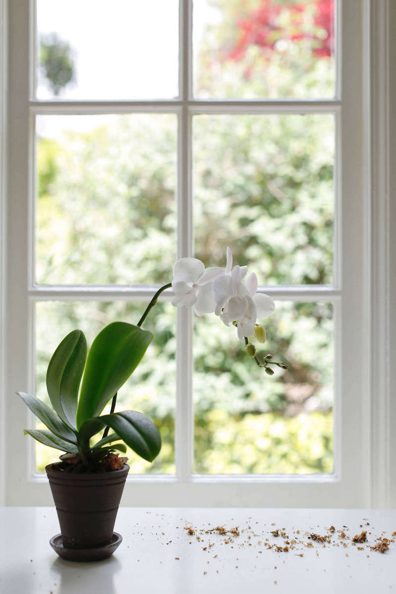 come pulire le foglie delle orchidee vaso sul davanzale della finestra