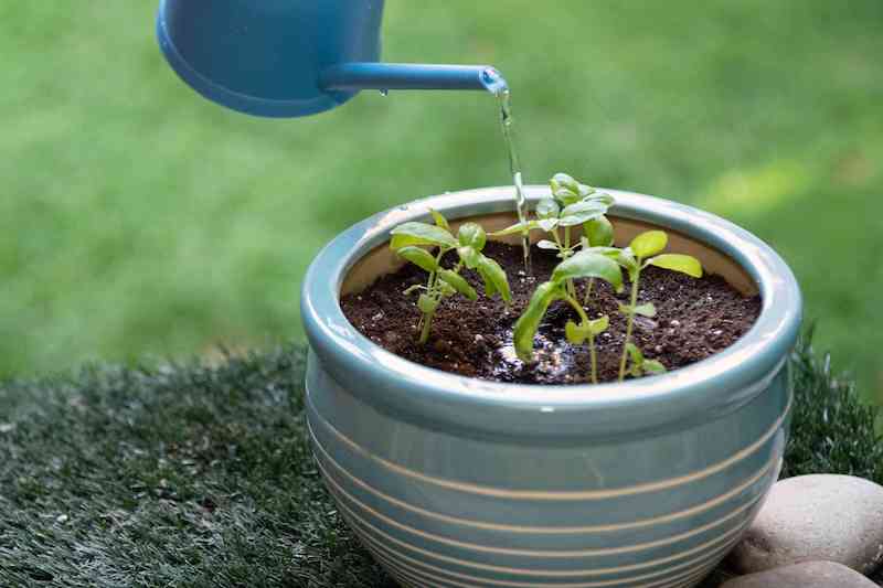 come rianimare il basilico innaffiare vaso con pianta
