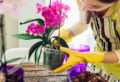 Come curare le orchidee in casa: farle rifiorire è molto semplice!