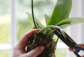 Come curare le orchidee in casa: farle rifiorire è molto semplice!
