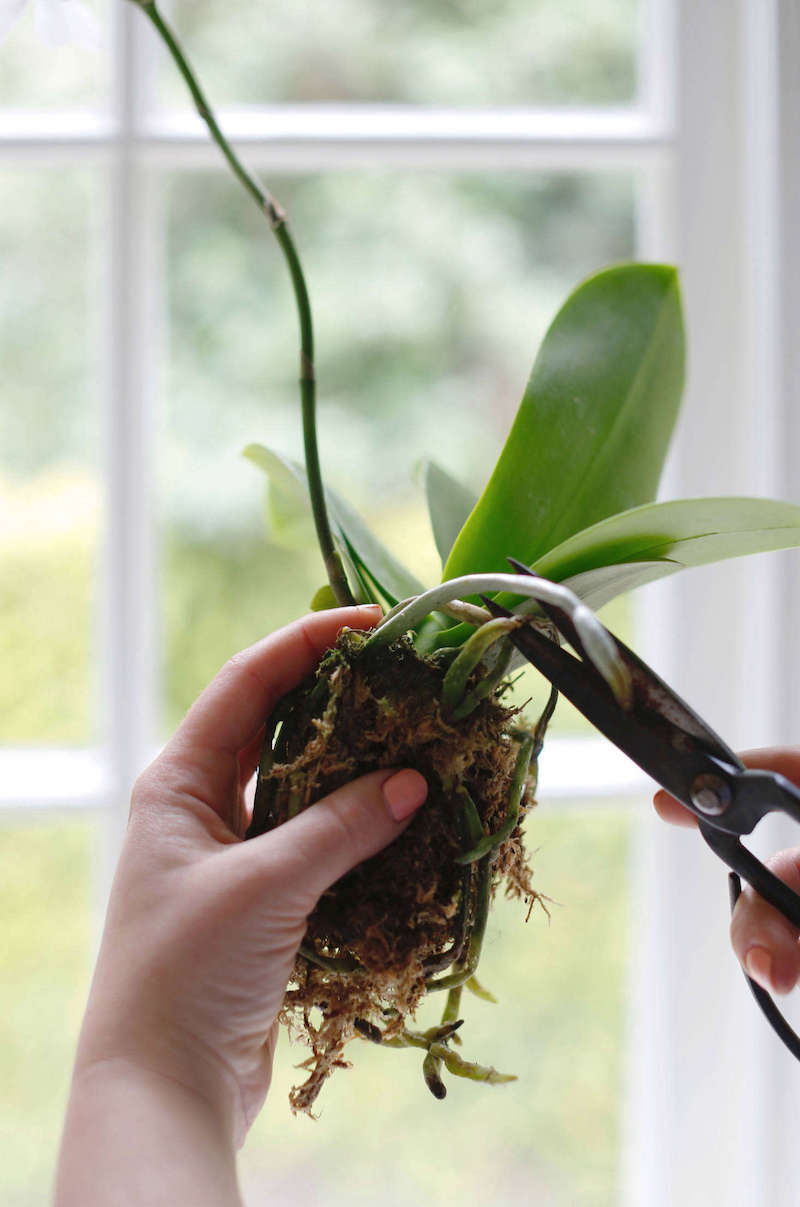 come rinvase le orchidee tagliare le radici