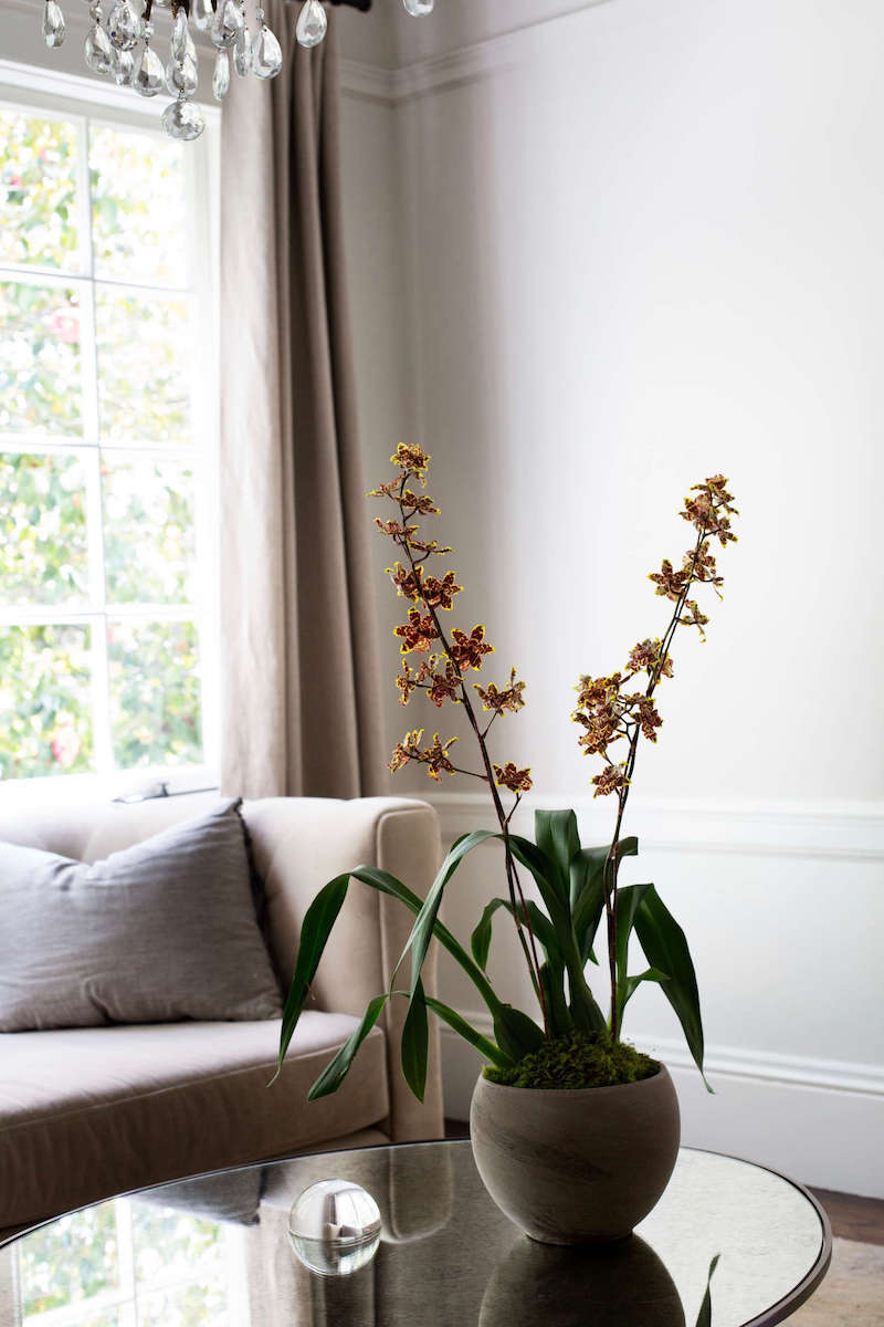 cosa fare dopo la fioritura delle orchidee tavolino con pianta