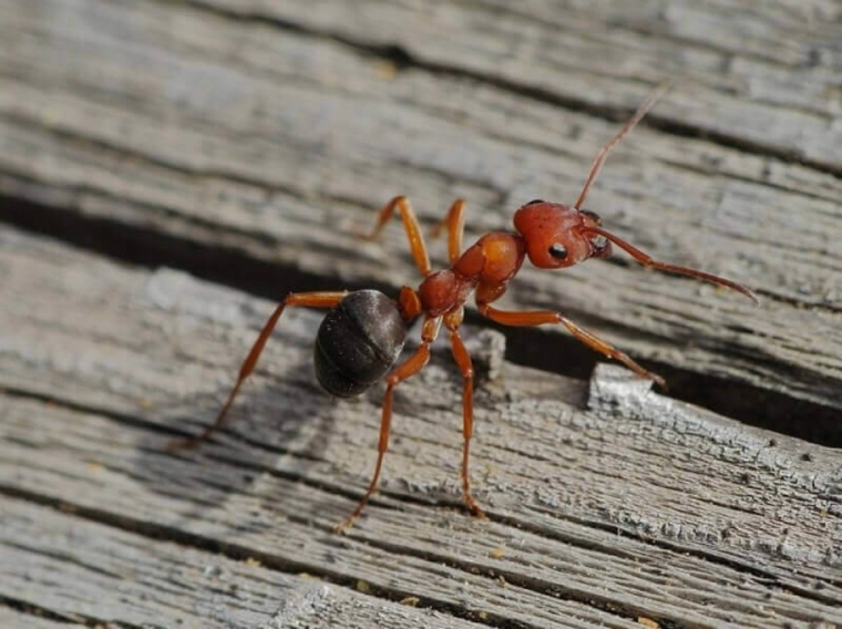 formica marrone su lastre di legno rimedi contro le formiche