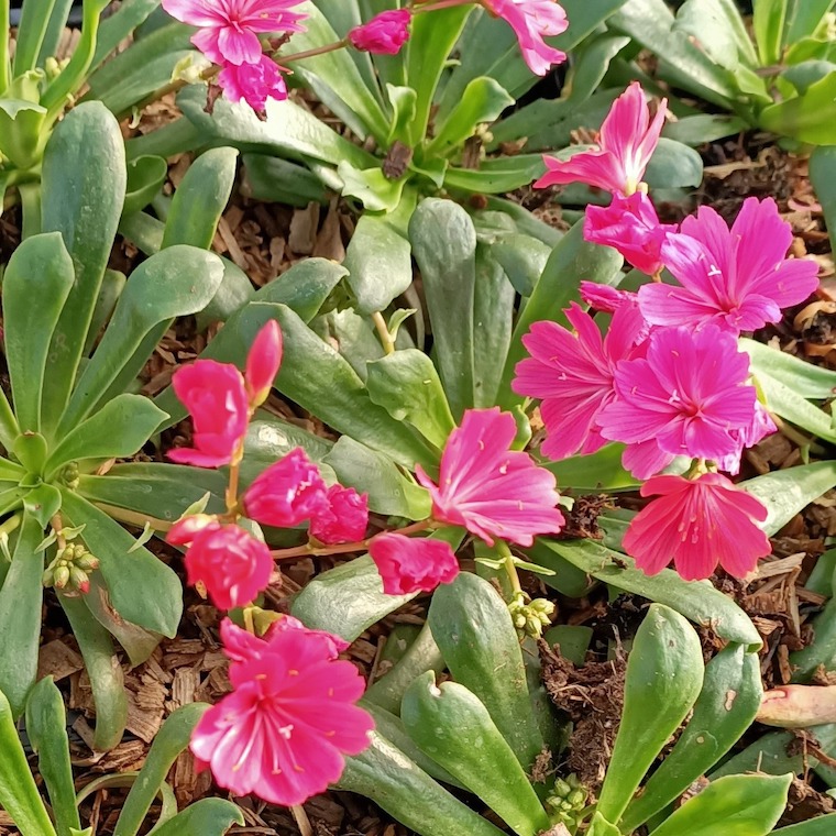 lewisia safira fiori perenni da giardino fiore dalla foglia rosa