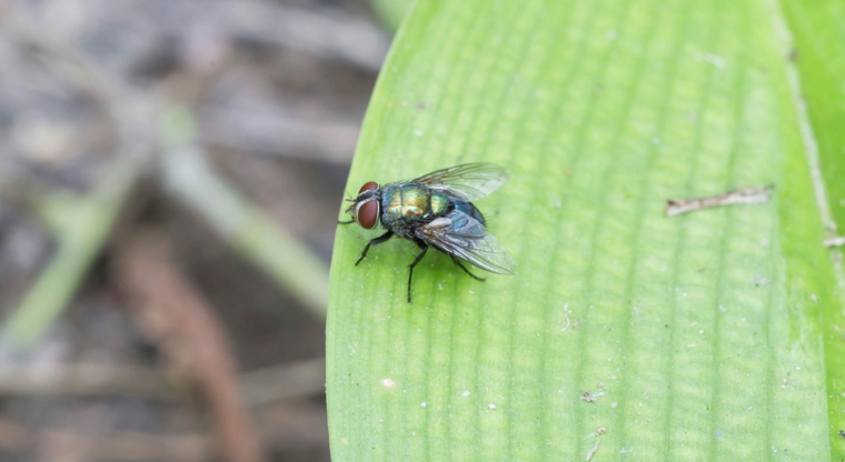 mosca su foglia verde rimedi contro le mosche all aperto